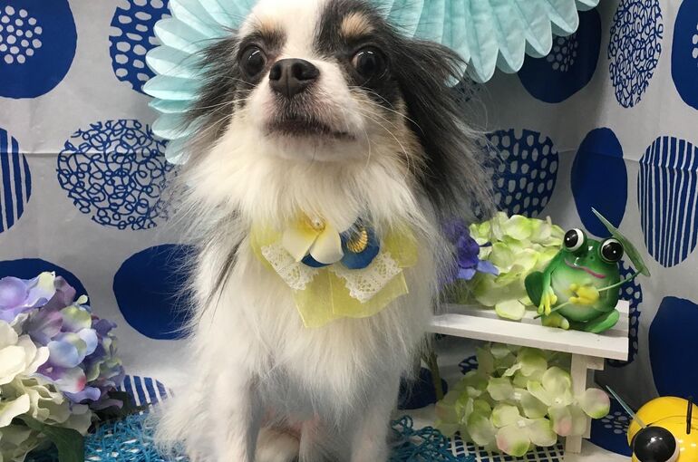 わんちゃん